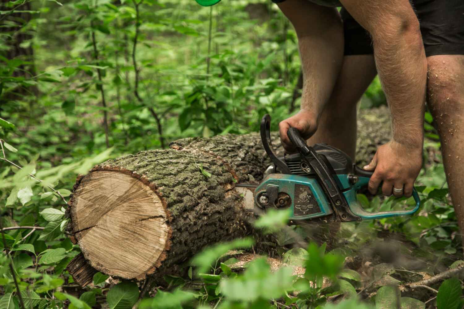 Tree Root Removal in Margate, FL